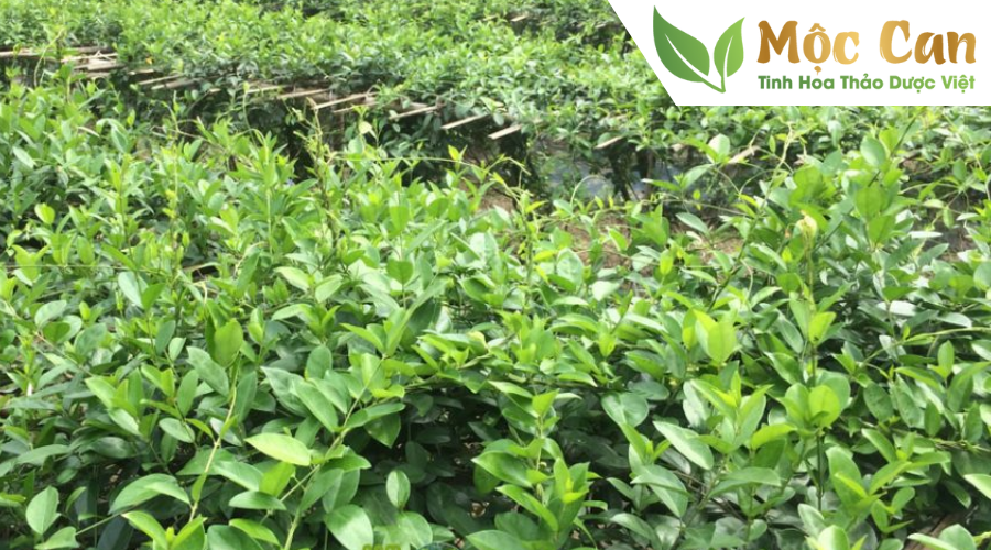Bài thuốc từ dây thìa canh cho bệnh nhân tiểu đường 1